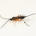 "Bassus" annulipes - photo 3
