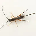 "Bassus" annulipes - photo 4