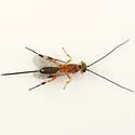 "Bassus" annulipes - photo 5