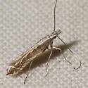 Genus-undetermined quinquistrigella - Hodges#0694 - Genus-undetermined quinquistrigella