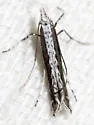 Genus-undetermined quinquistrigella - Hodges#0694 - photo 2