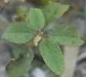 Genus-undetermined quinquistrigella - Hodges#0694 - photo 4
