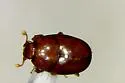 Geocolus caecus - photo 2