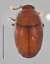Geocolus caecus - photo 3