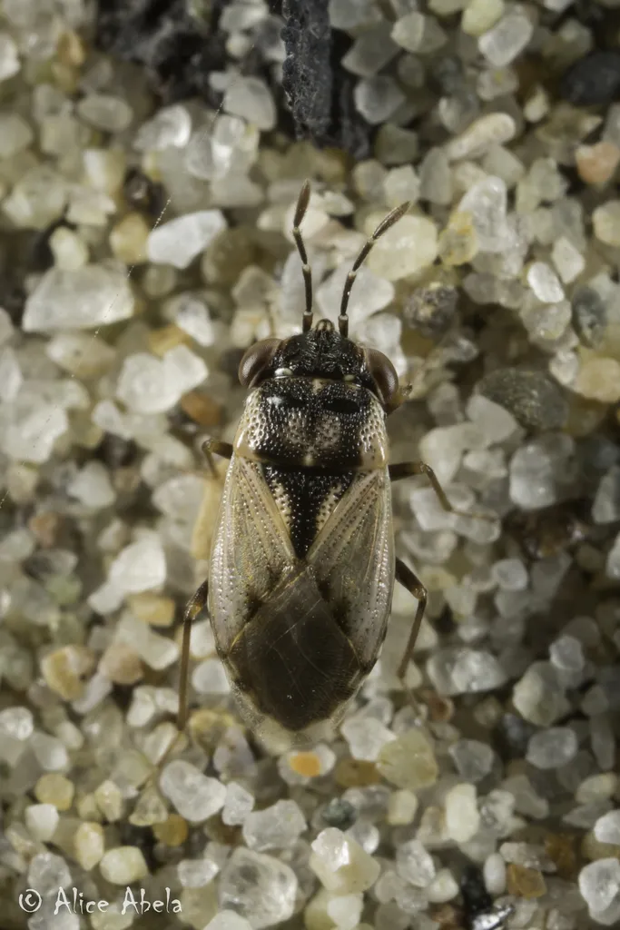 Big-eyed Bugs - photo 2