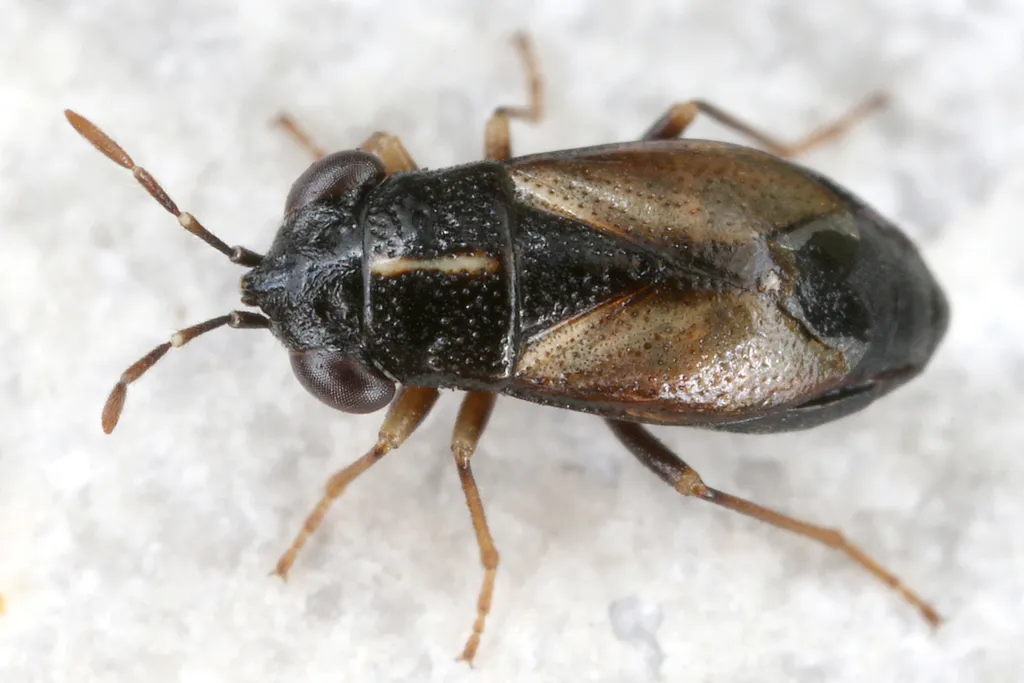 Geocoris ater - photo 2