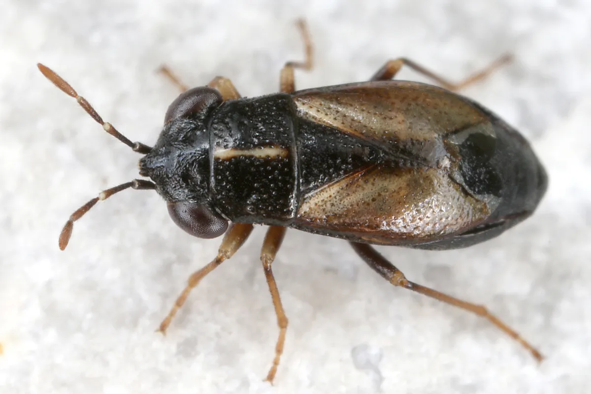 Geocoris ater - photo 3