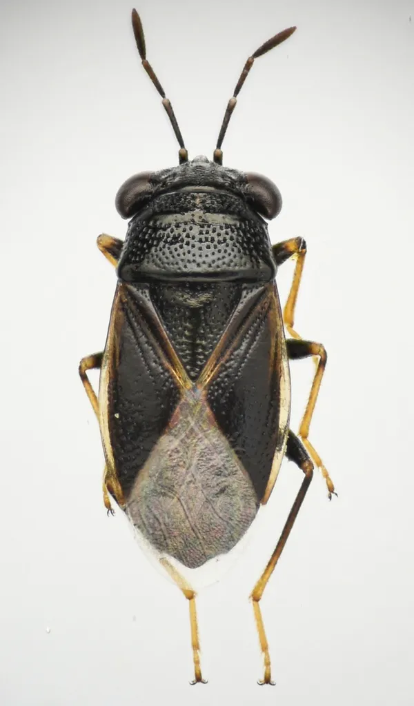 Geocoris atricolor