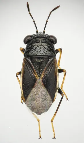 Geocoris atricolor - photo 2