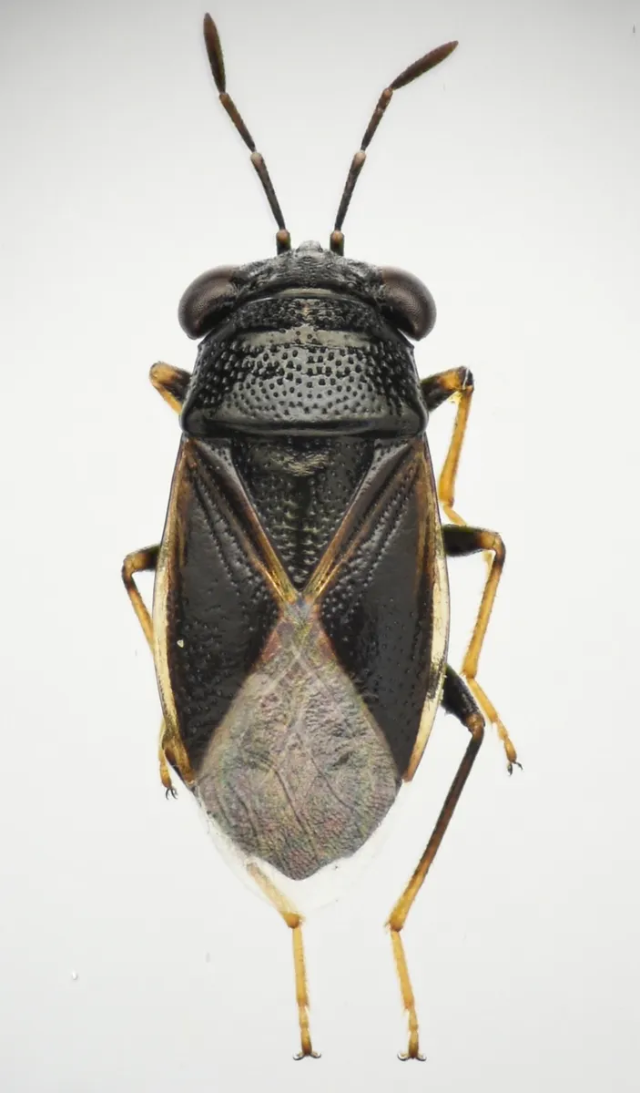 Geocoris atricolor - photo 3