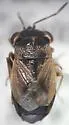 Geocoris barberi