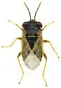 Geocoris black-calli-az
