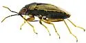 Geocoris black-calli-az - photo 2