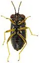 Geocoris black-calli-az - photo 3