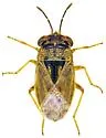 Geocoris black-calli-az - photo 4