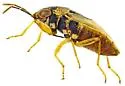 Geocoris black-calli-az - photo 5
