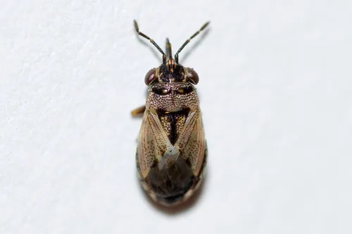 Large Big-eyed Bug