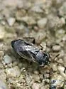 Geocoris discopterus - Geocoris discopterus