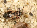 Geocoris discopterus - photo 2