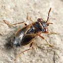 Geocoris discopterus - photo 3