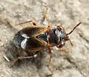 Geocoris discopterus - photo 4