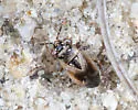 Geocoris discopterus - photo 5