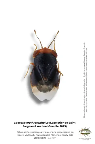 Geocoris erythrocephalus