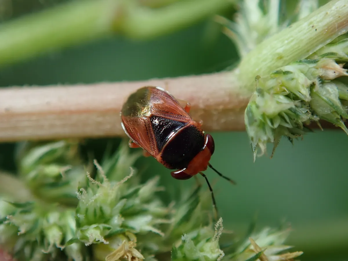 Geocoris flaviceps - photo 3