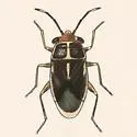 Geocoris flavilineus