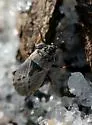 Florida Big-eyed Bug - photo 2