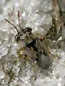 Florida Big-eyed Bug - photo 3