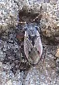 Florida Big-eyed Bug - photo 4