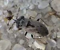 Florida Big-eyed Bug - photo 5