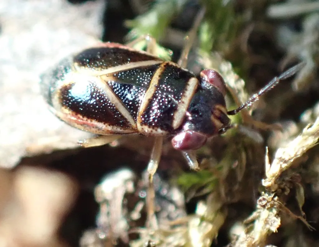 Geocoris grylloides - photo 2