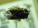 Geocoris howardi - photo 2