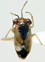 Geocoris limbatus - photo 2