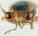 Geocoris limbatus - photo 3