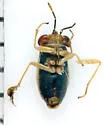 Geocoris limbatus - photo 4