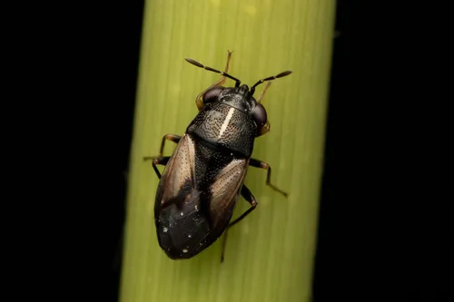 Geocoris lineola