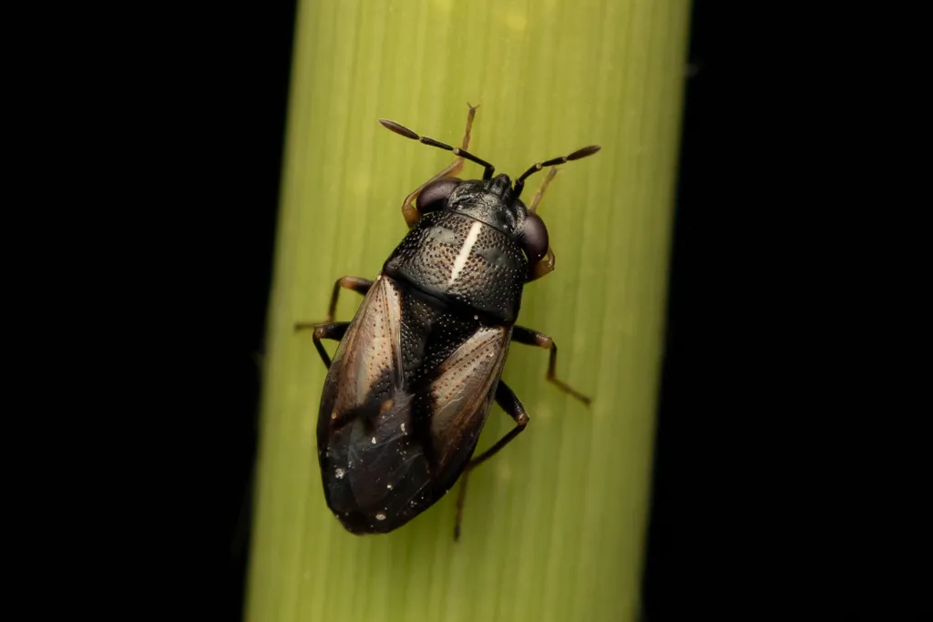 Geocoris lineola - photo 2