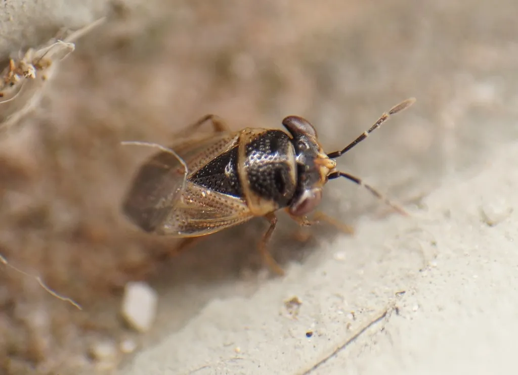 Geocoris megacephalus - photo 2