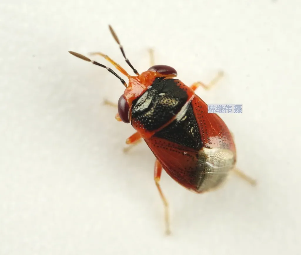 Geocoris ochropterus - photo 2