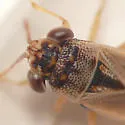 pallens or bullatus
