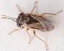 pallens or bullatus - photo 4
