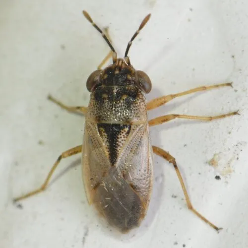 Western Big-eyed Bug - photo 2