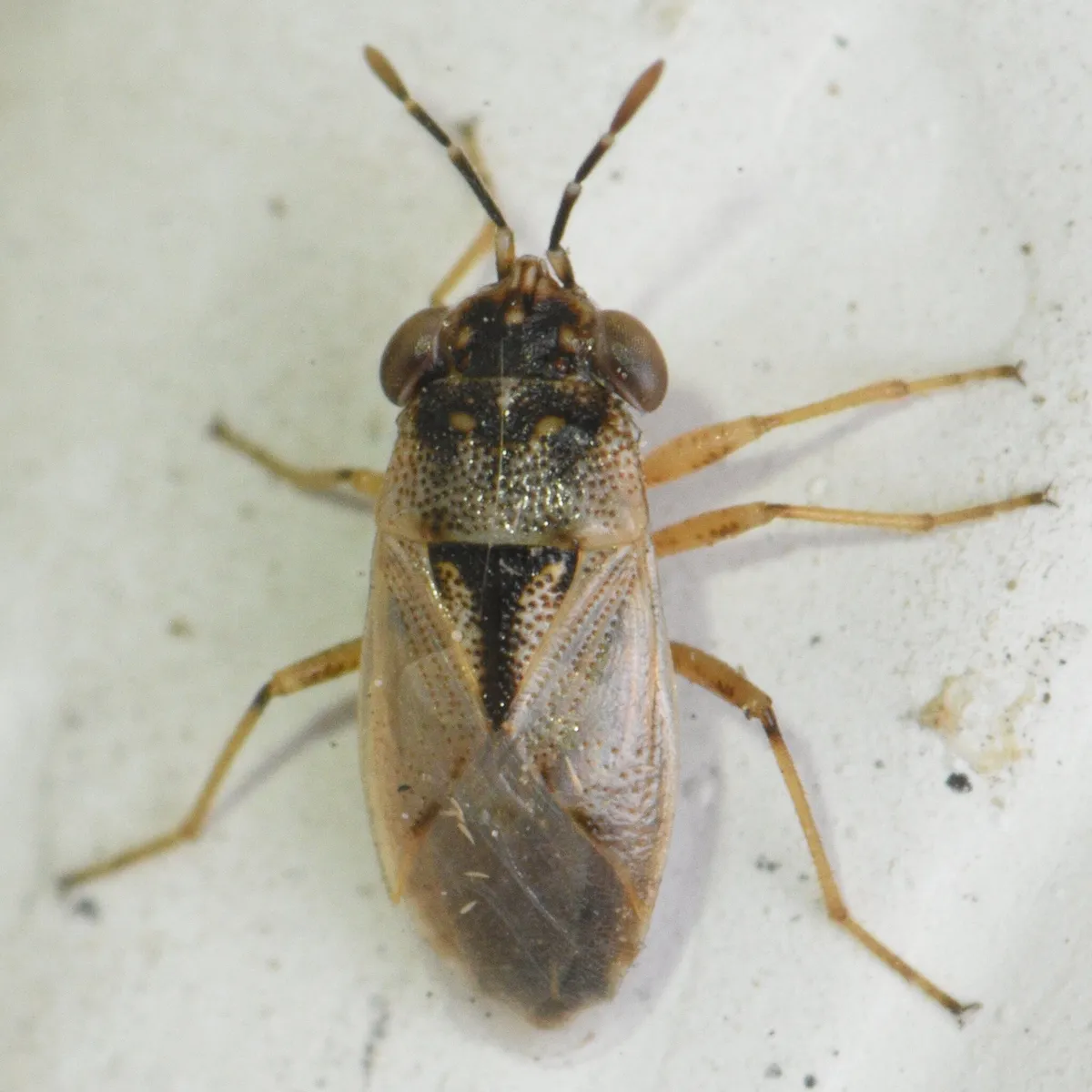 Western Big-eyed Bug - photo 3