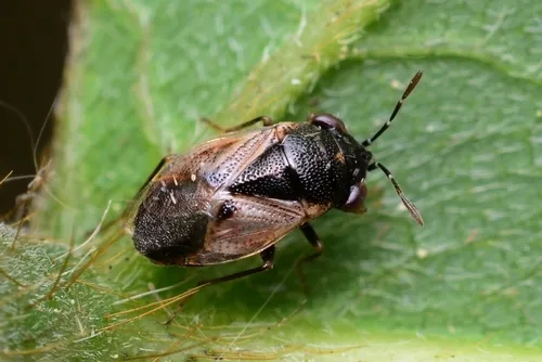 Geocoris pallidipennis