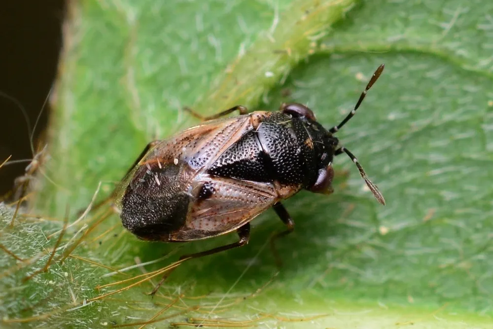 Geocoris pallidipennis - photo 3