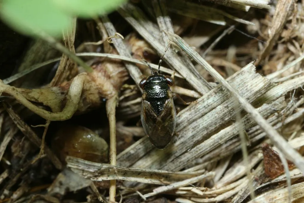 Geocoris proteus - photo 2