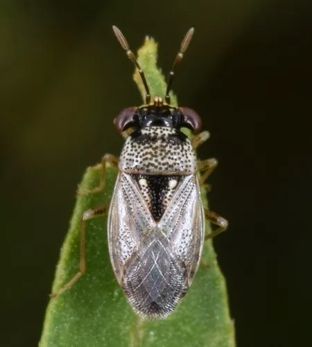Geocoris punctipes - photo 3